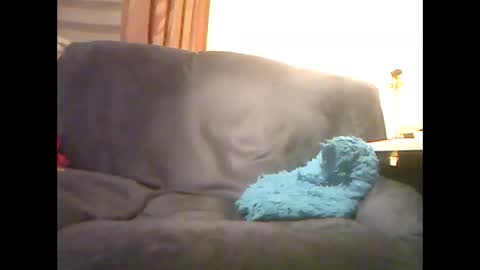 Snapshot of lion160868 chatting on January 3, 8:21 am lion160868 online show from January 3, 8:21 am
