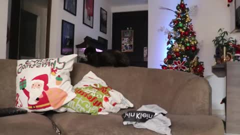  online show from December 3, 8:55 pm